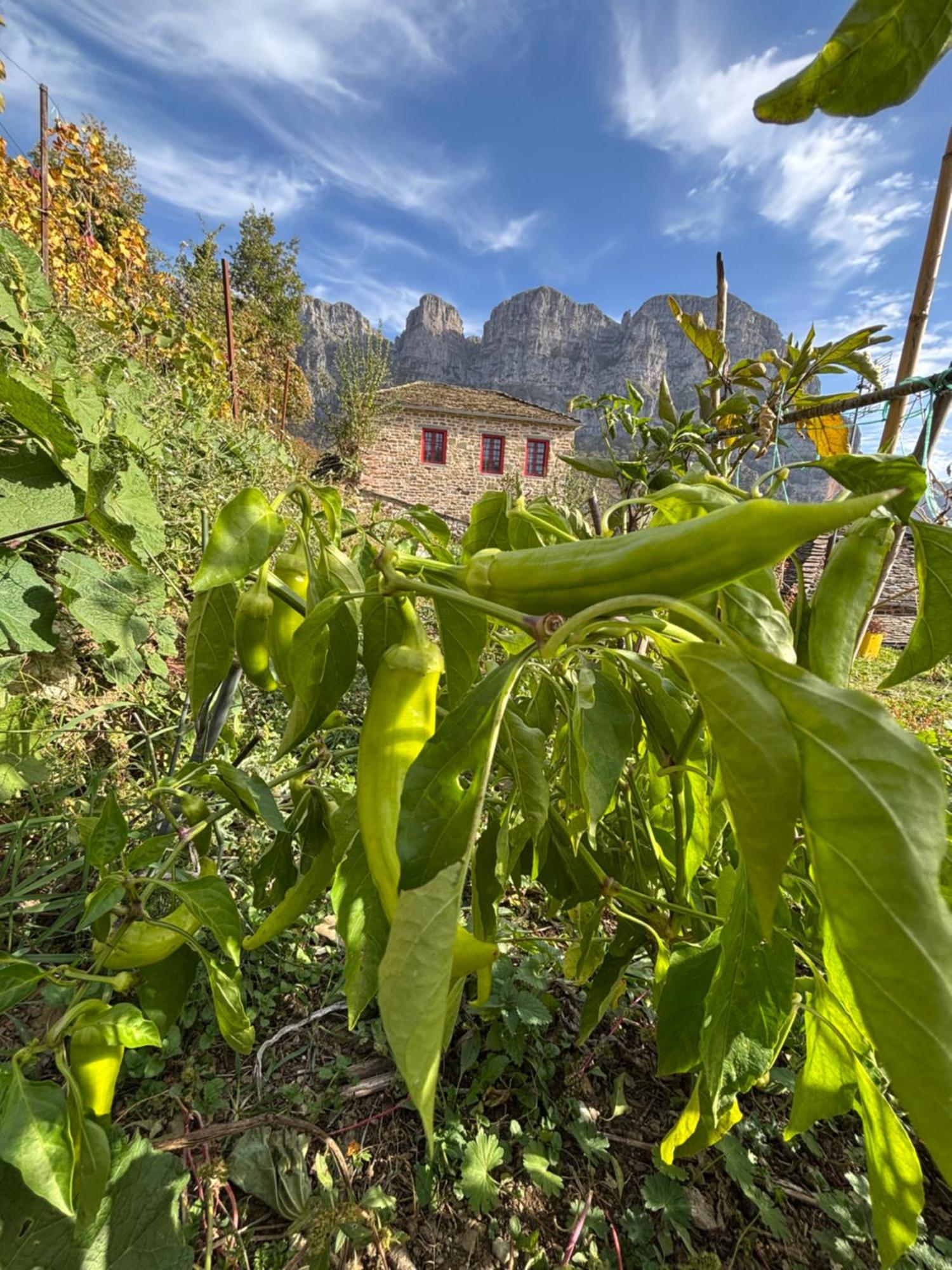 Morfeas Guesthouse Papingo Dış mekan fotoğraf