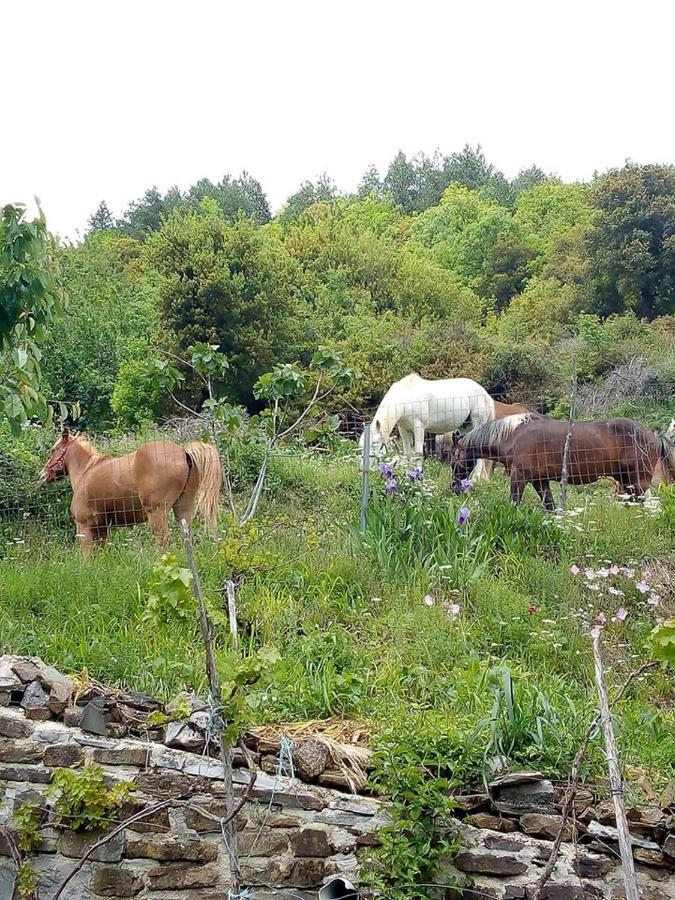 Morfeas Guesthouse Papingo Dış mekan fotoğraf